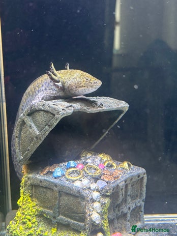 Axolotl reptiles - Advert 1