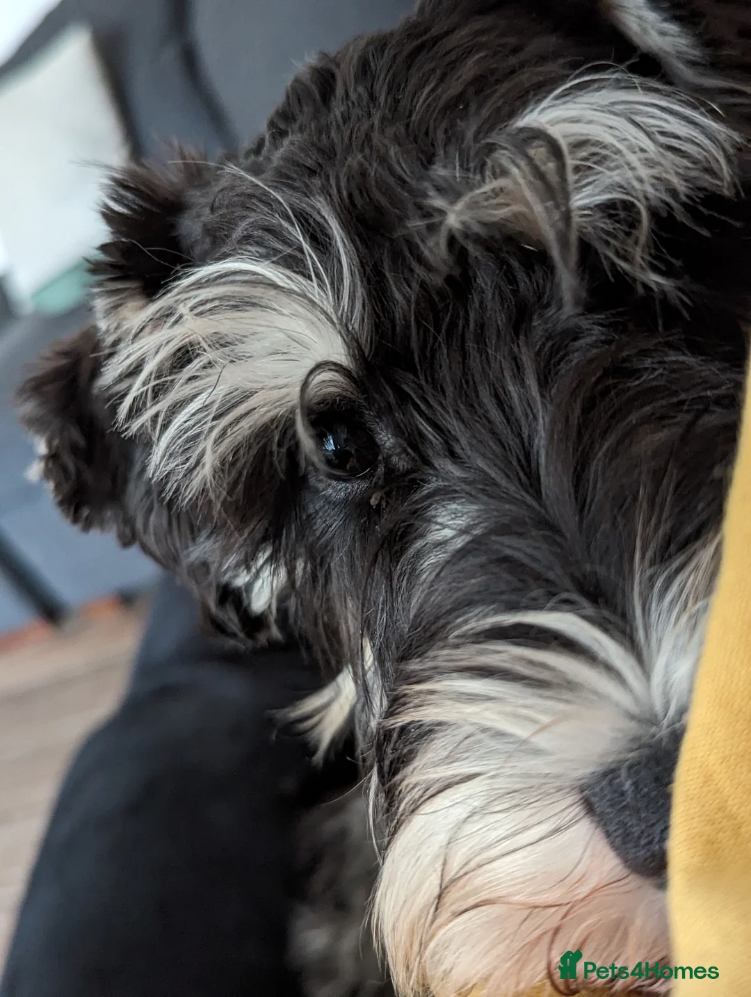 Miniature Schnauzer dogs for stud: Fully health tested, KC reg stud - Advert 12