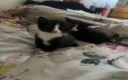 Mixed Breed cats for sale: Gorgeous kittens  - Image 6