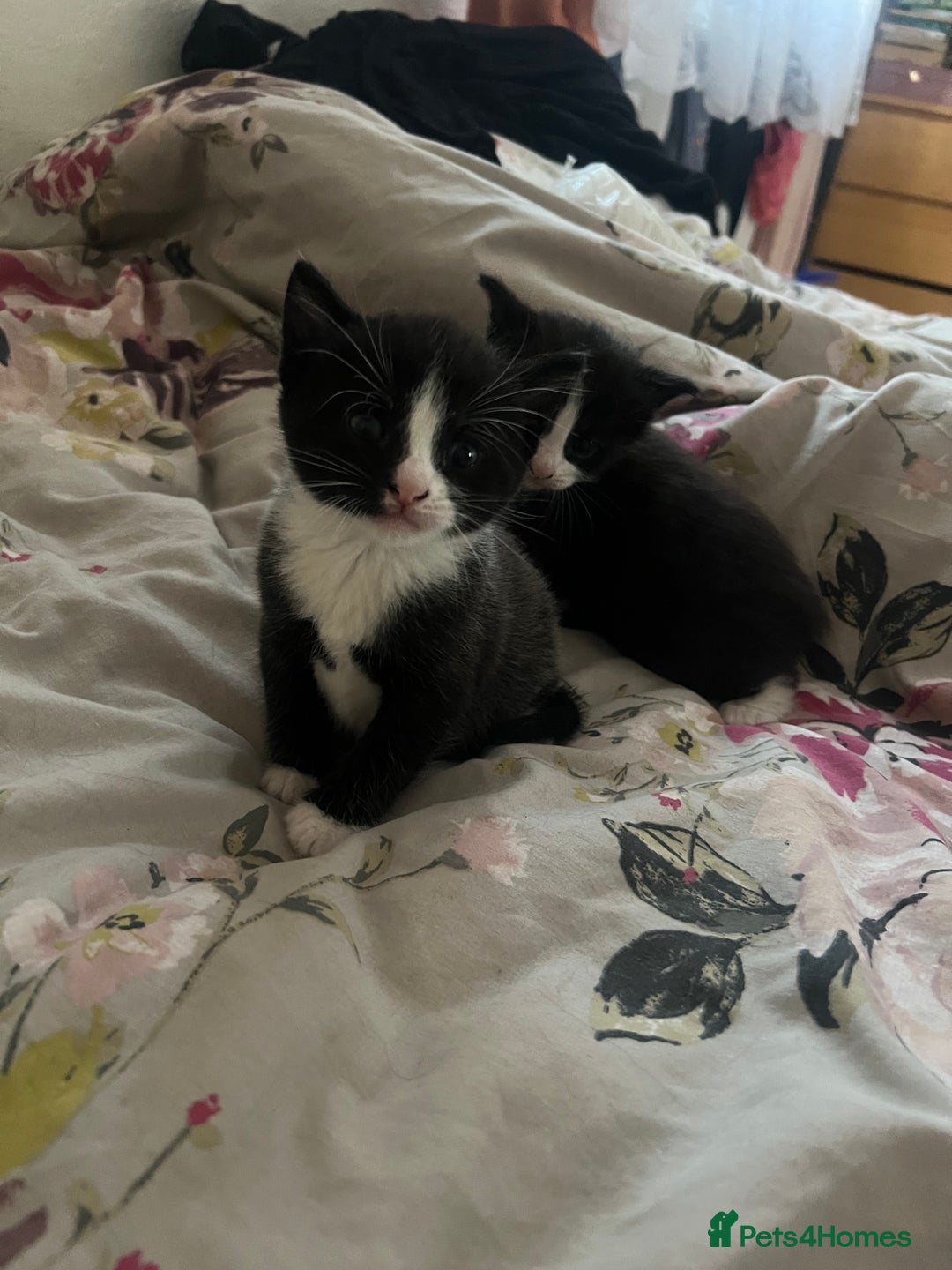 Mixed Breed cats for sale: Gorgeous kittens  - Image 6