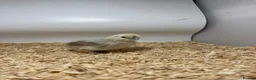Chickens poultry for sale: 🐥🐣🥚USA Bearded silkies🐥Vorwerk🐥Brahmas🥚🐣🐥 - Advert 21