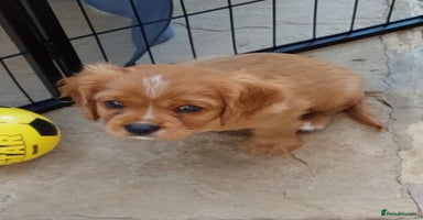 Cavalier King Charles Spaniel dogs - Advert 6