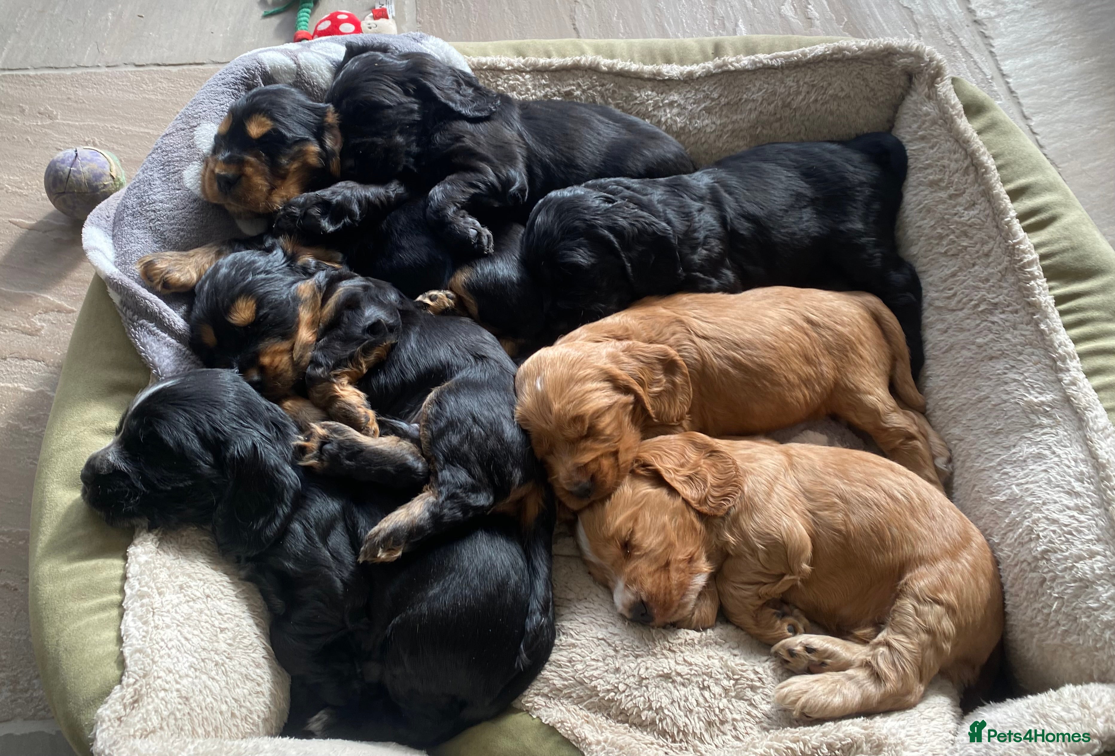 Cocker Spaniel dogs Cocker Spaniel Show Type Puppies  - Advert 6