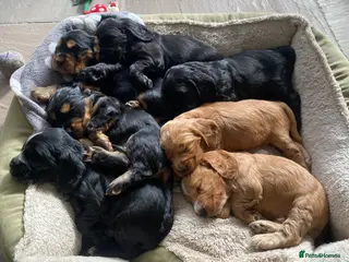 Cocker Spaniel dogs Cocker Spaniel Show Type Puppies - Advert 6