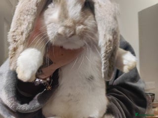 French Lop rabbits French lop - Advert 1