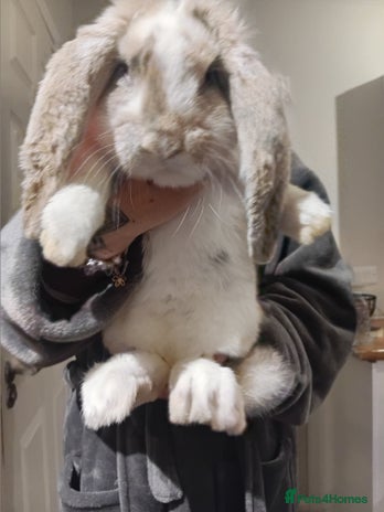 French Lop rabbits French lop - Advert 1