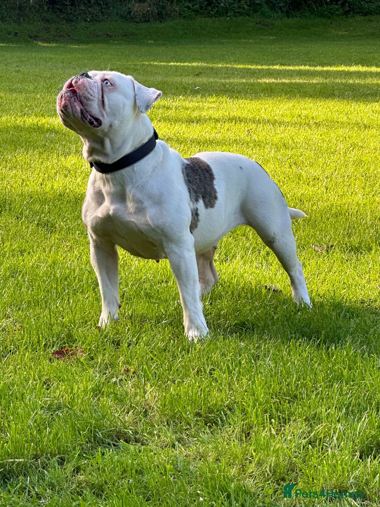 English Bulldog dogs for sale: 🐾 EXCEPTIONAL OLDE ENGLISH BULLDOG PUPPIES 🐾 - Advert 29