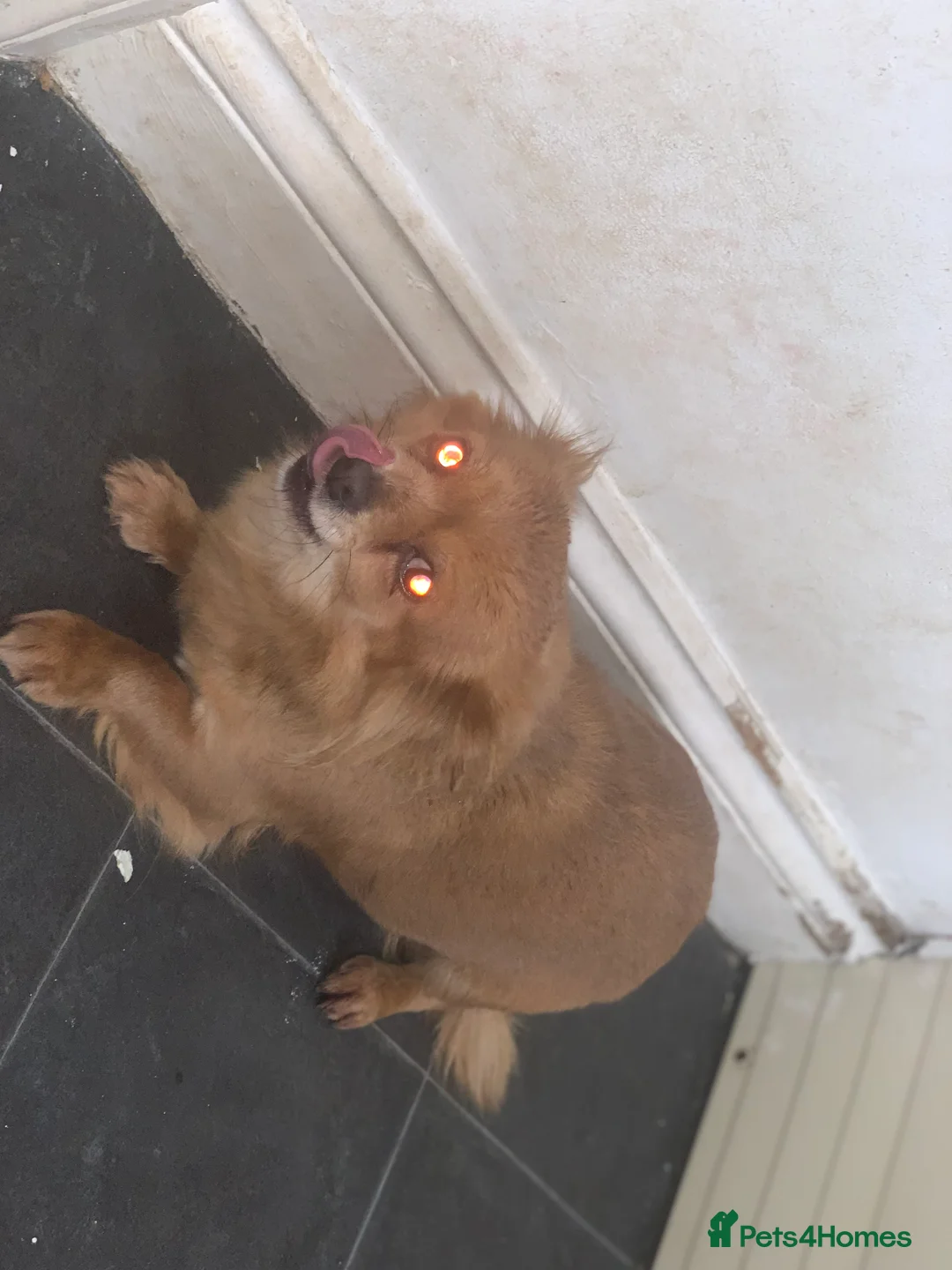 Chihuahua dogs for sale: Chihuahuas  - Advert 4