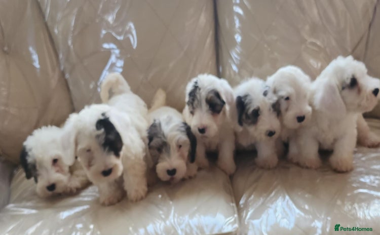 Sealyham Terrier dogs - Advert 1