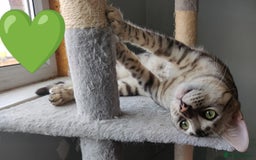 Bengal cats for sale: Only 2 boys left in Saint Helens - Image 8