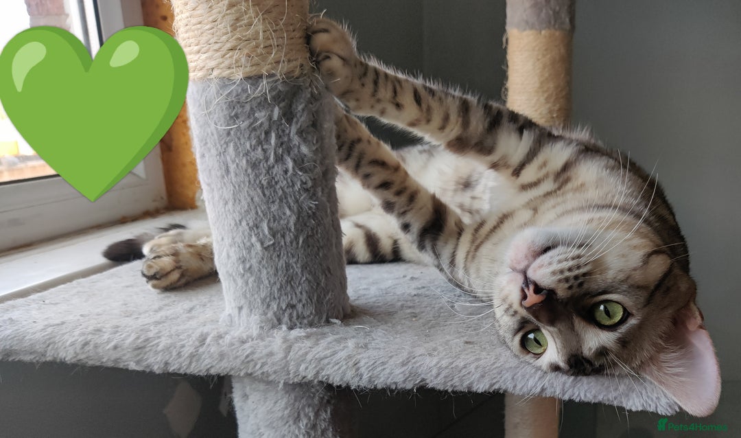 Bengal cats for sale: Only 2 boys left in Saint Helens - Image 8