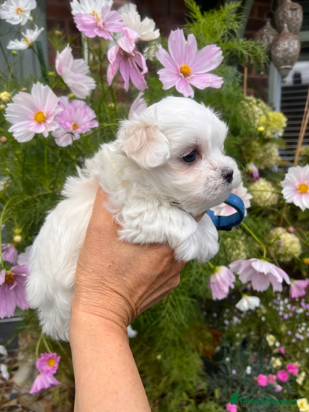 Maltese dogs for sale: Happy Tiny KC Reg Boys - Advert 16