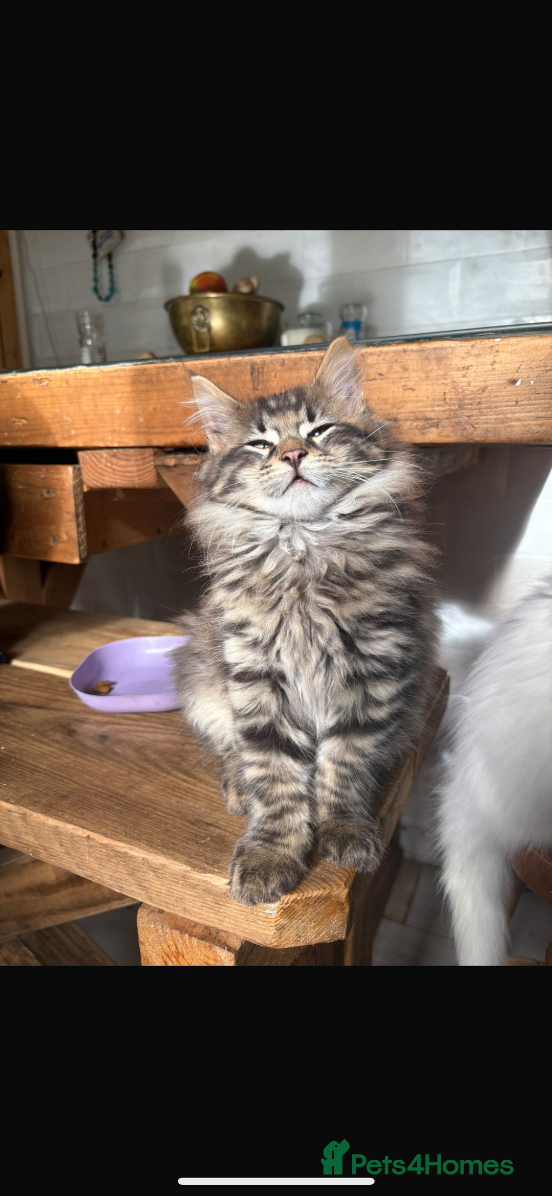 Maine Coon cats for sale: Stunning rare Maine coons  - Advert 3