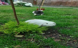 New Zealand rabbits for sale: Rabbits - Image 2