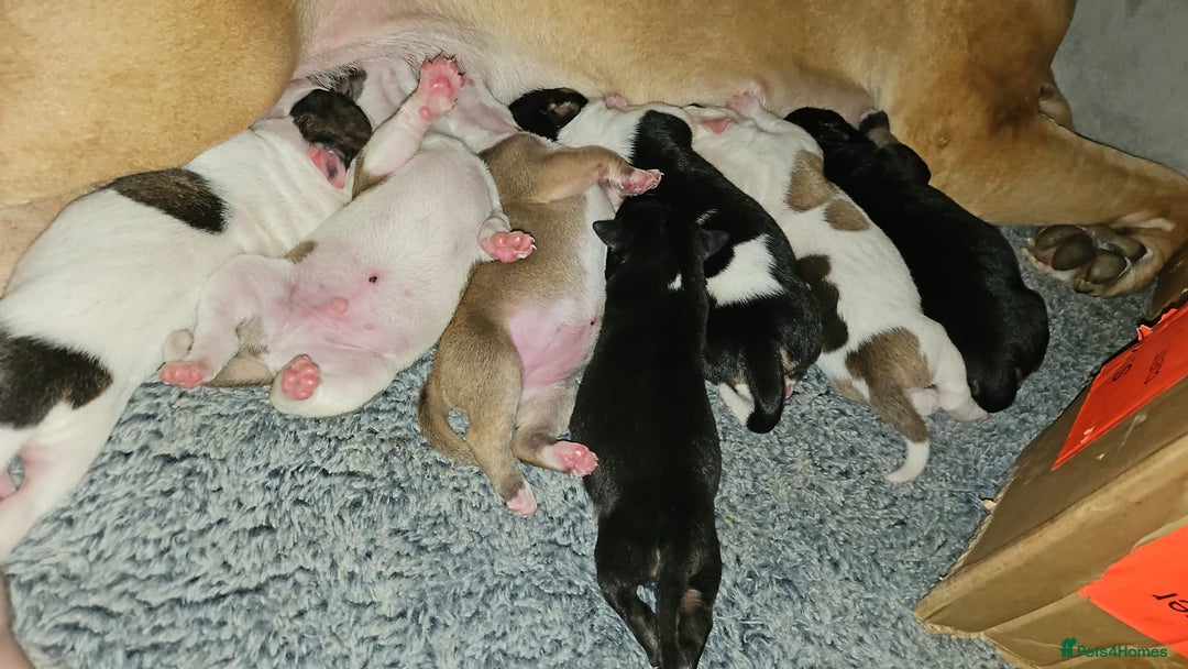 Mixed Breed dogs for sale: Confident & Well-Socialised Presa x Staffy Pups - Image 30