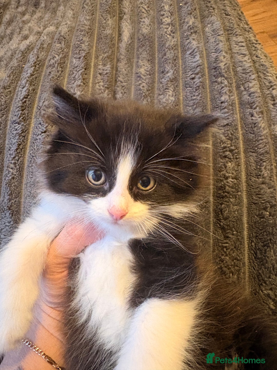 Mixed Breed cats for sale: 4 gorgeous boys 2 fluffy and a chocolate brown  - Advert 2