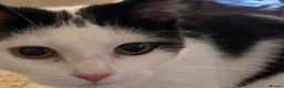 Mixed Breed cats for sale: Overlooked Rescue cats- 6m- 6 years🤎 - Advert 11