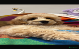 Cavapoo dogs for sale: Extensively Health Tested Apricot Cavapoo pups - Image 1
