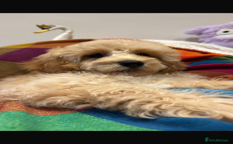 Cavapoo dogs - Advert 10