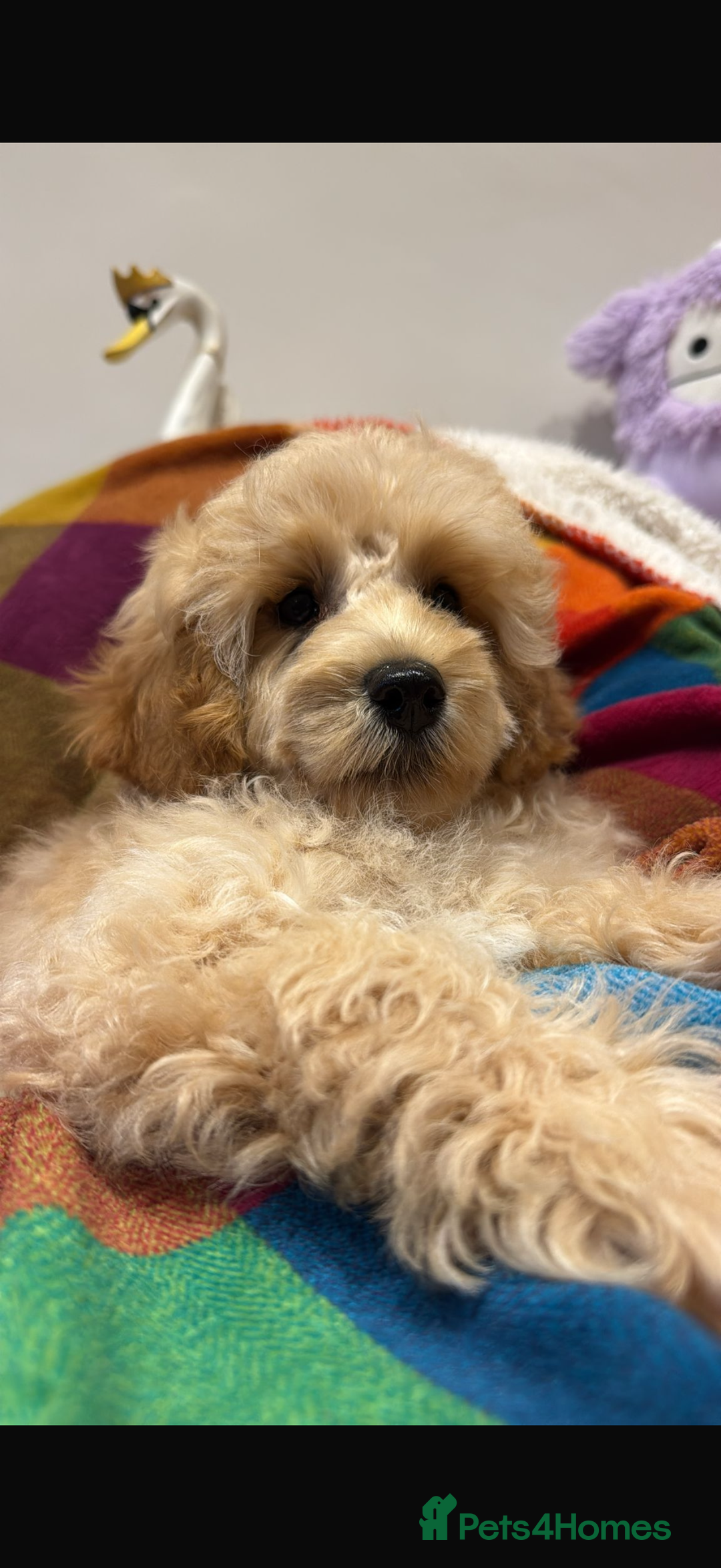 Cavapoo dogs for sale: Extensively Health Tested Apricot Cavapoo pups - Image 1