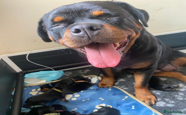 Rottweiler dogs - Advert 4