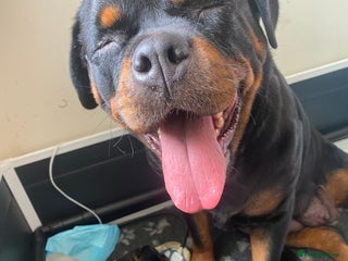 Rottweiler dogs - Advert 4