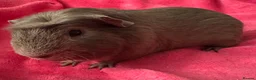 Guinea Pig rodents for sale: Slate guinea pig crested boar /baby sows  - Advert 3