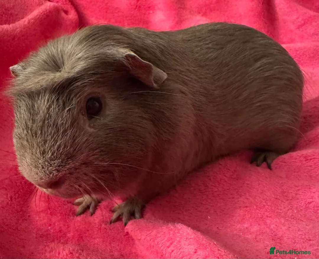 Guinea Pig rodents for sale: Slate guinea pig crested boar /baby sows  - Advert 3