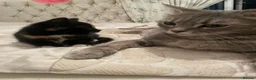 Mixed Breed cats for sale: Scottish Fold /Straight mixed breed kittens, ready - Advert 30