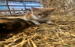 Mixed Breed cats for sale: Beautiful Farm kittens  - Image 10