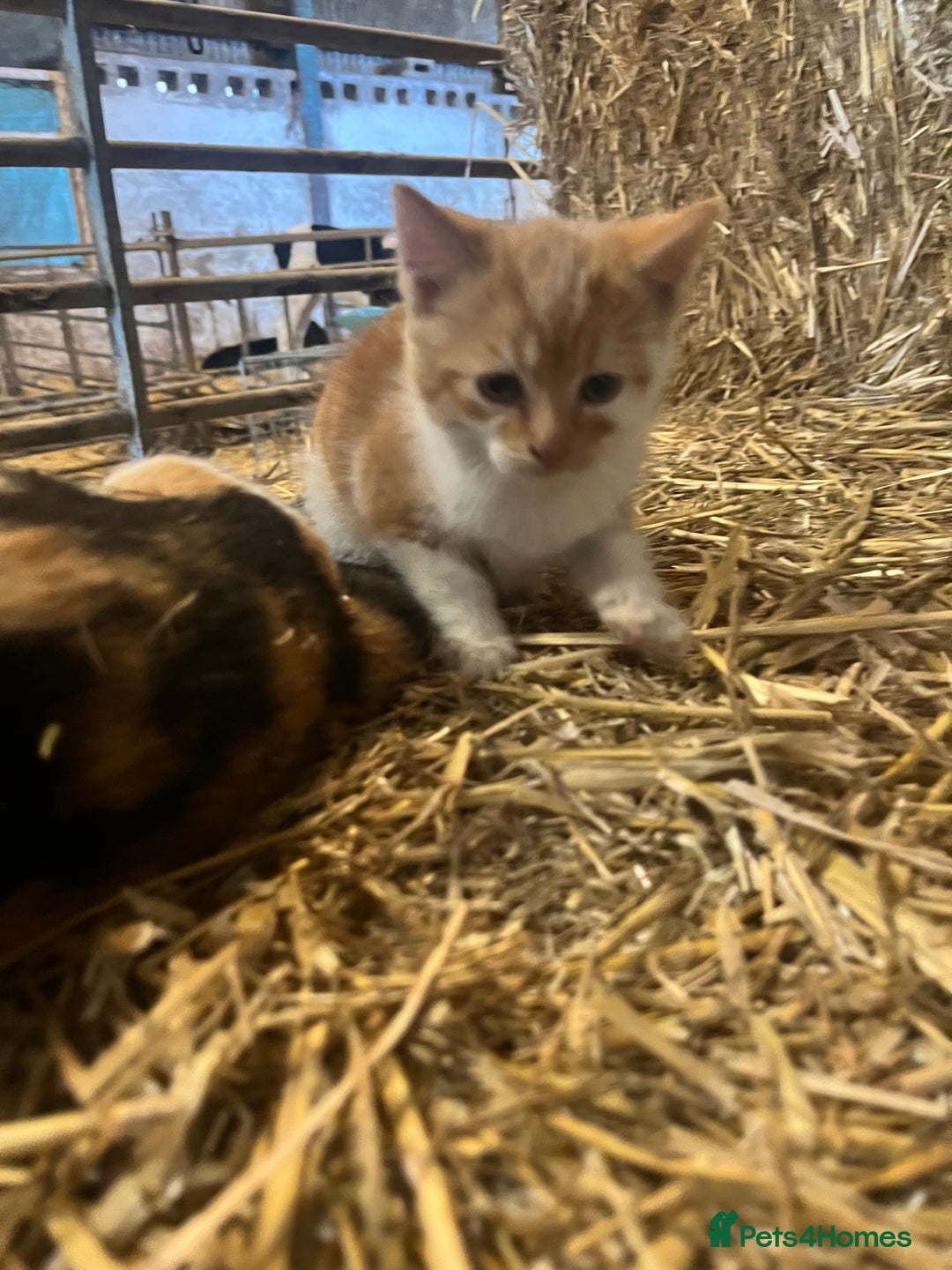 Mixed Breed cats for sale: Beautiful Farm kittens  - Image 10