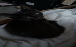 Mixed Breed cats for sale: Adorable black female - Image 3