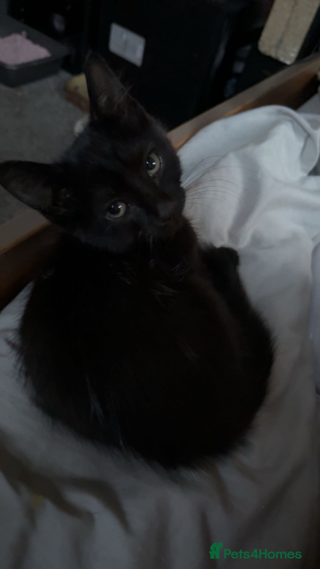 Mixed Breed cats for sale: Adorable black female - Image 3