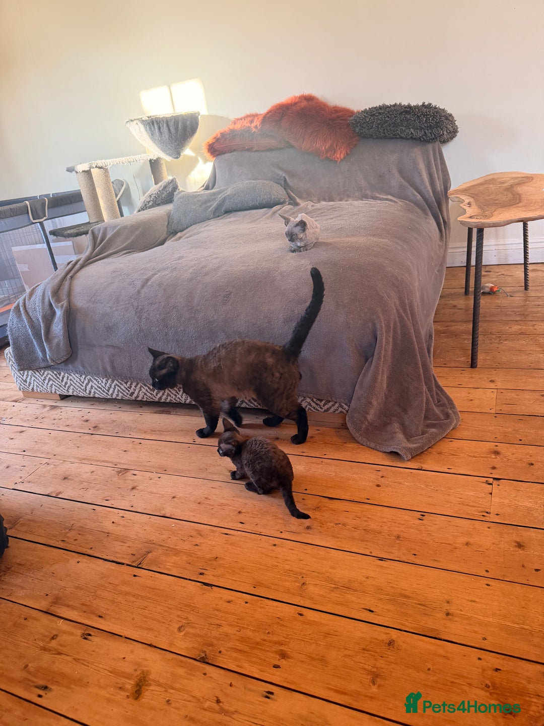 Devon Rex cats for sale: 3 gorgeous Devon Rex kittens - Advert 7