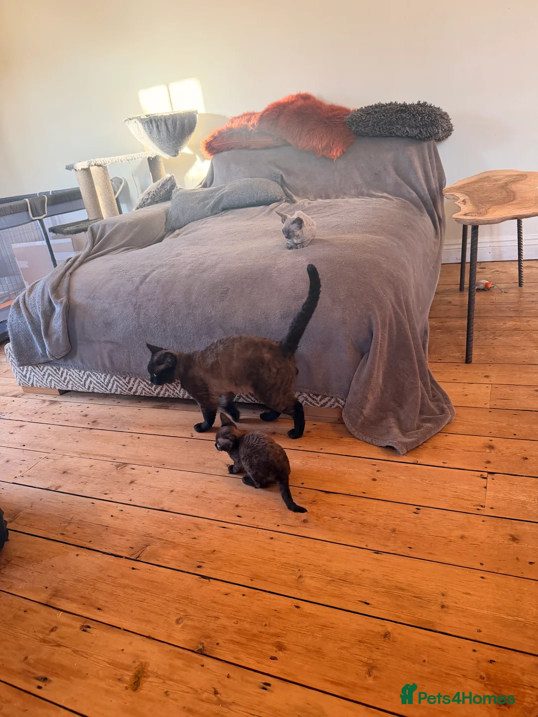 Devon Rex cats for sale: LAST KITTEN READY TO LEAVE - Advert 8