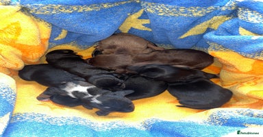 Miniature Dachshund dogs Miniature Dachshund Puppies  - Advert 6