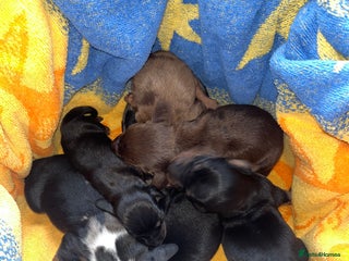 Miniature Dachshund dogs Miniature Dachshund Puppies - Advert 17