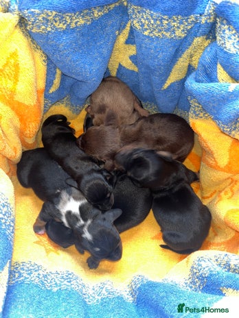 Miniature Dachshund dogs - Advert 11