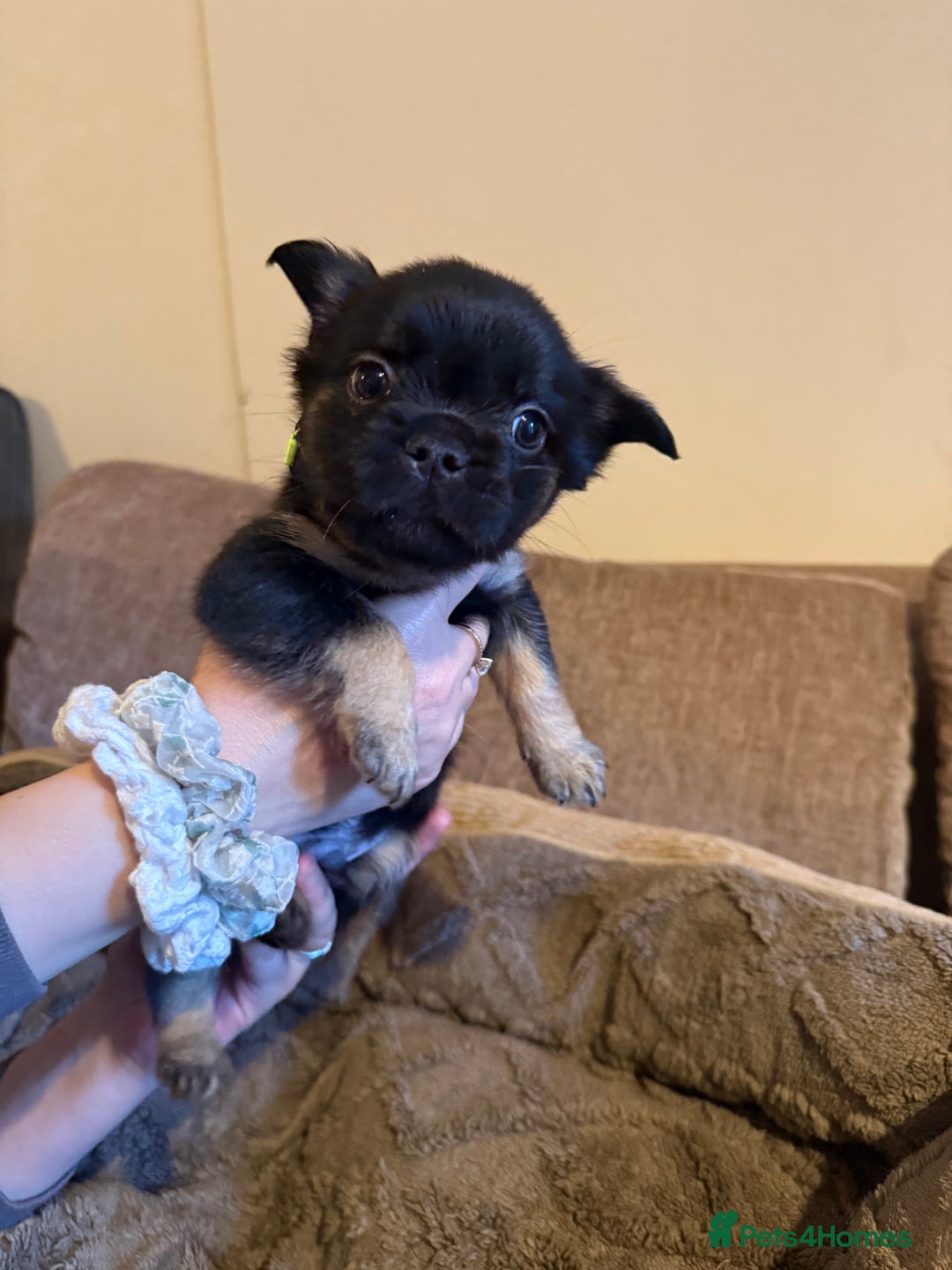 French Bulldog dogs for sale: Kc reg Fluffy Frenchies Ready Now  - Image 20