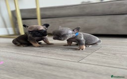 French Bulldog dogs for sale: French bull dog litter available now  - Image 6