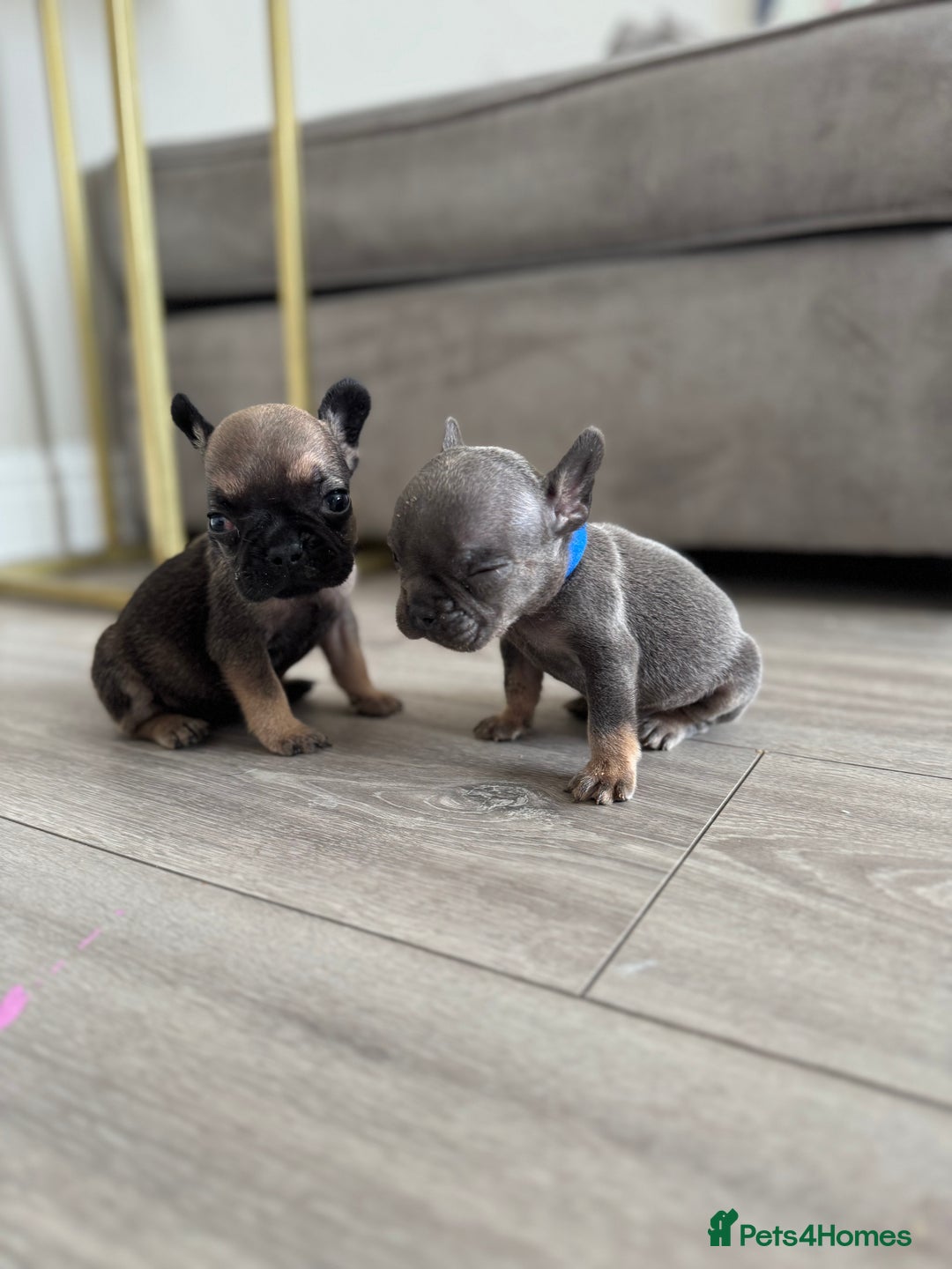 French Bulldog dogs for sale: French bull dog litter available now  - Image 6