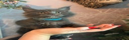Maine Coon cats for sale: Blue Maine Coon Kittens – Active TICA Registered  - Advert 30