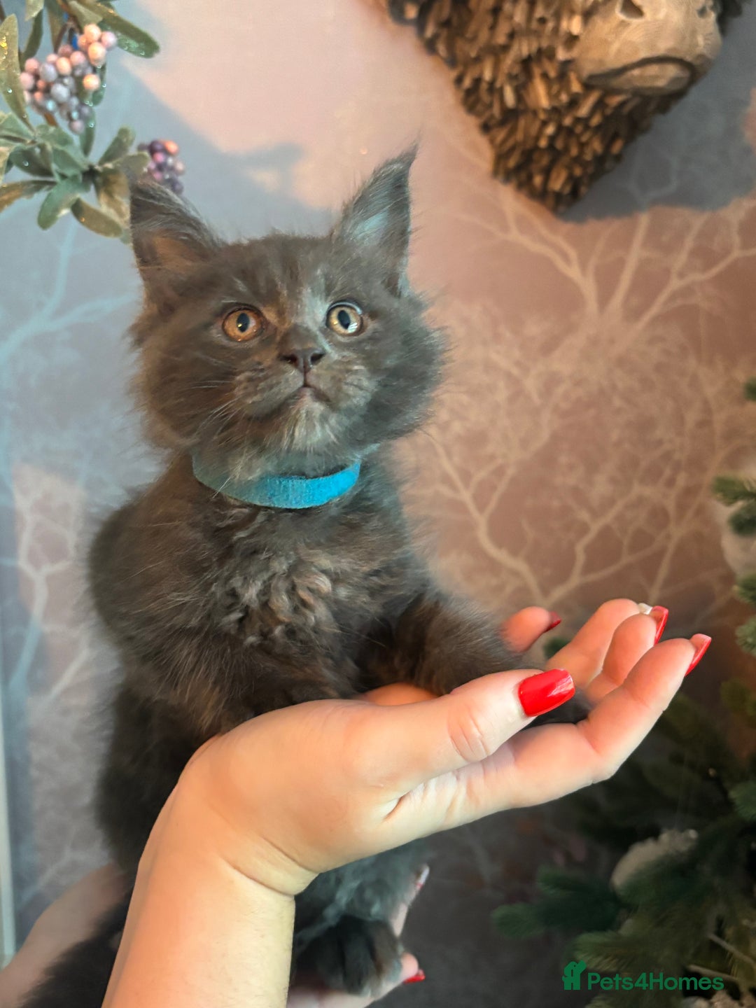 Maine Coon cats for sale: Blue Maine Coon Kittens – Active TICA Registered  - Advert 30