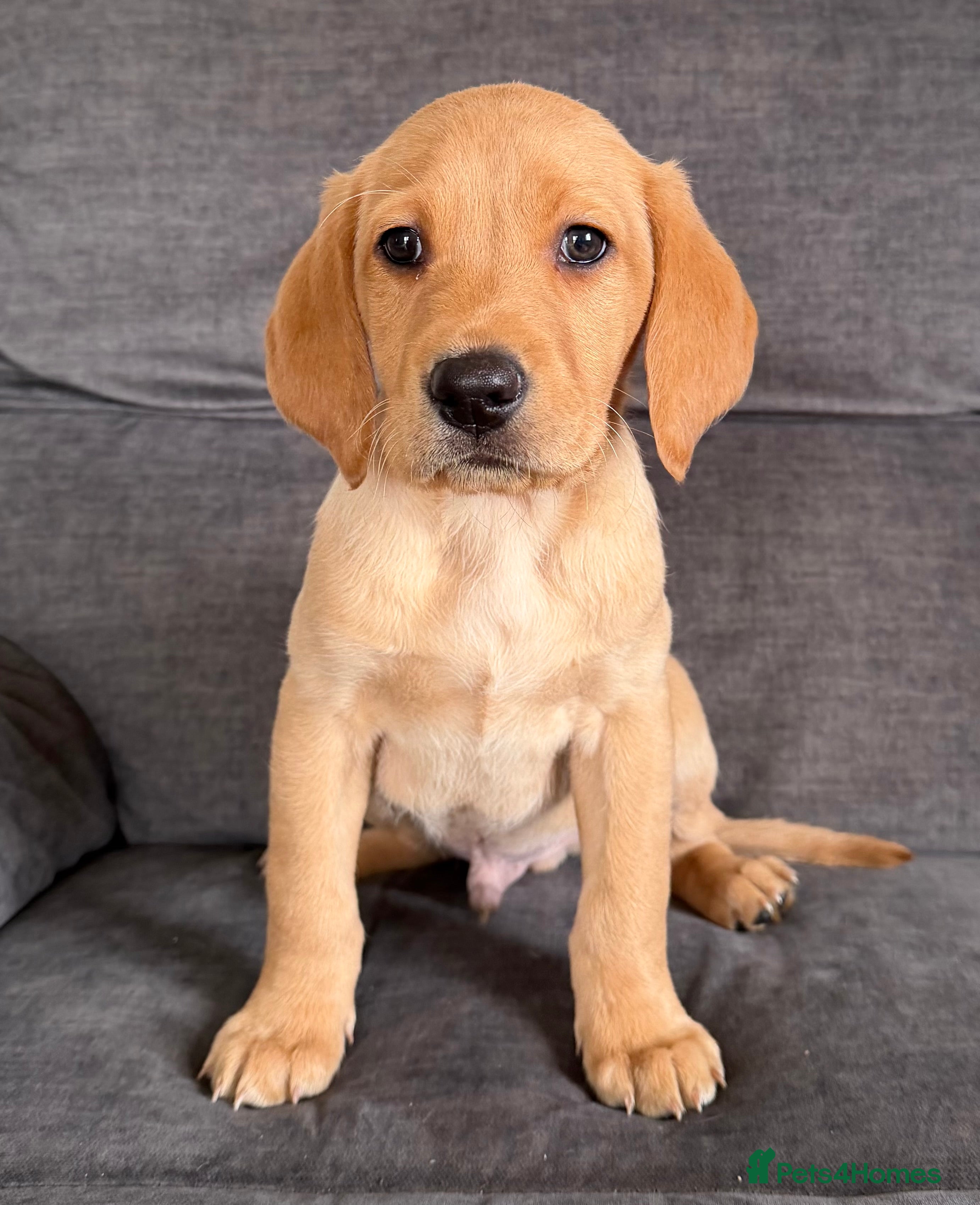 Labrador Retriever dogs READY TO GO Fox Red male Labrador Puppy - Advert 14