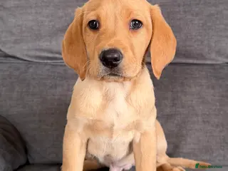 Labrador Retriever dogs READY TO GO Fox Red male Labrador Puppy - Advert 14