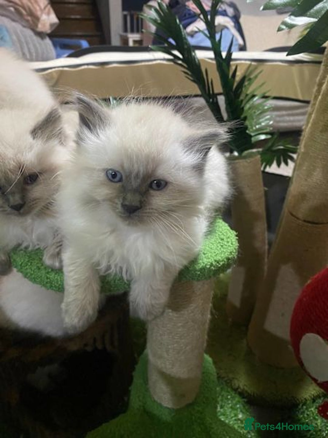 Ragdoll cats for sale: Delightful Ragdoll kittens.  - Image 7