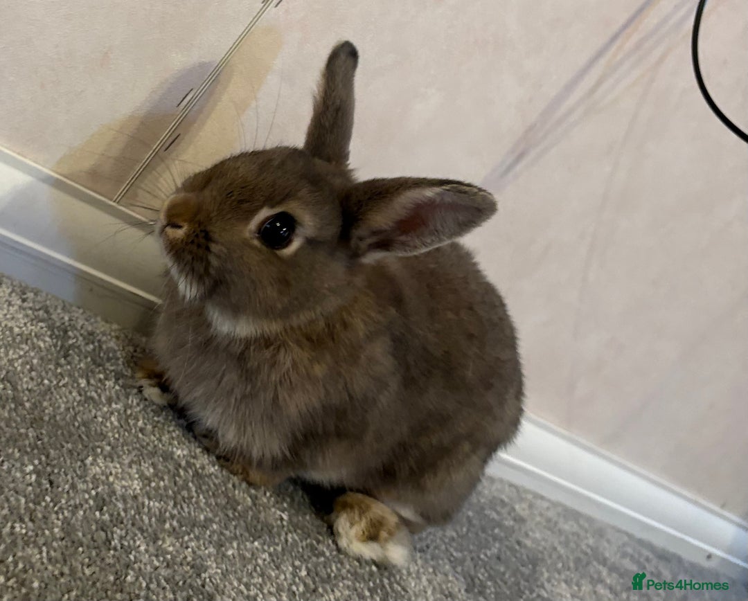 Netherland Dwarf rabbits for sale: Netherlands dwarf - Image 4