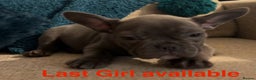 French Bulldog dogs for sale: French Bulldog Blue Girl 12 weeks old ! Last one - Advert 31