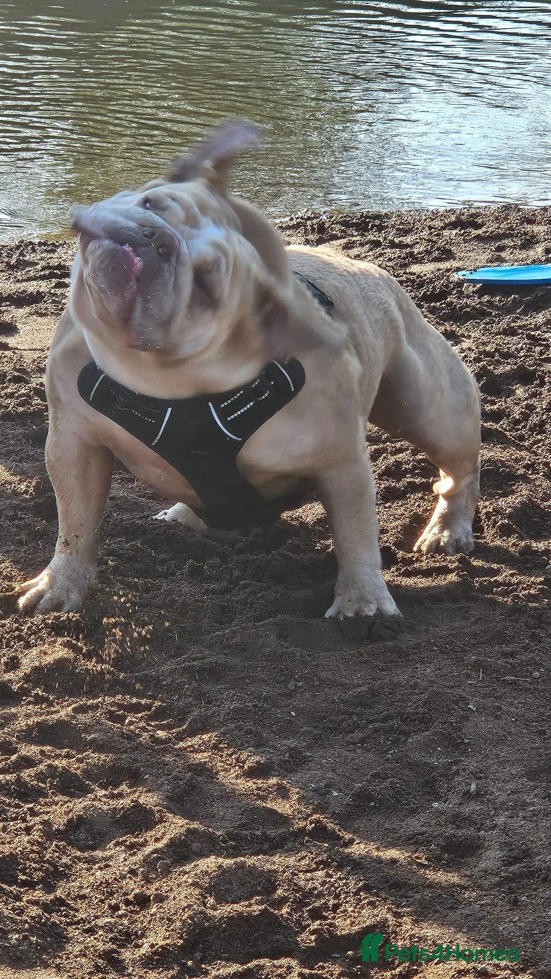 English Bulldog dogs for sale: Beautiful Betty - Advert 2