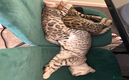 Bengal cats for sale: Bangal Kittens  - Image 27